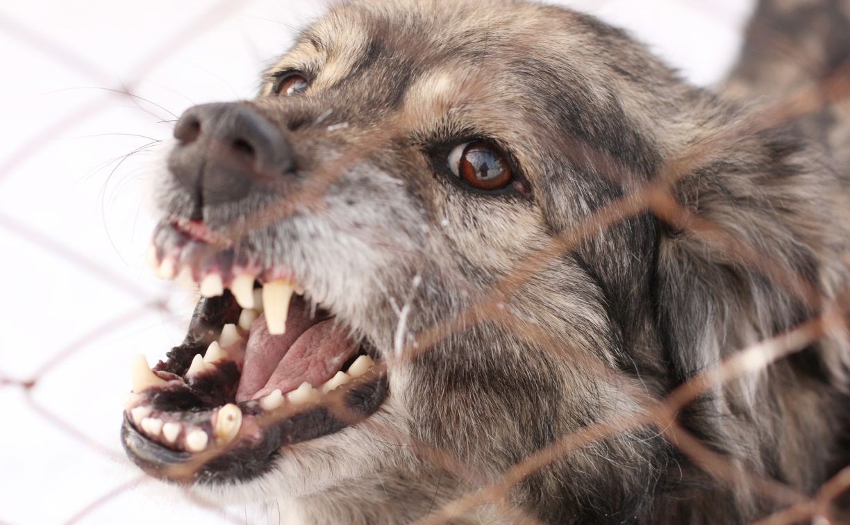 Наказание за нападения бродячих собак ужесточат в России
