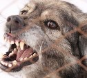 Наказание за нападения бродячих собак ужесточат в России