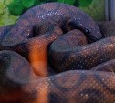 Парочка радужных удавов прилетела на Сахалин из Южной Америки