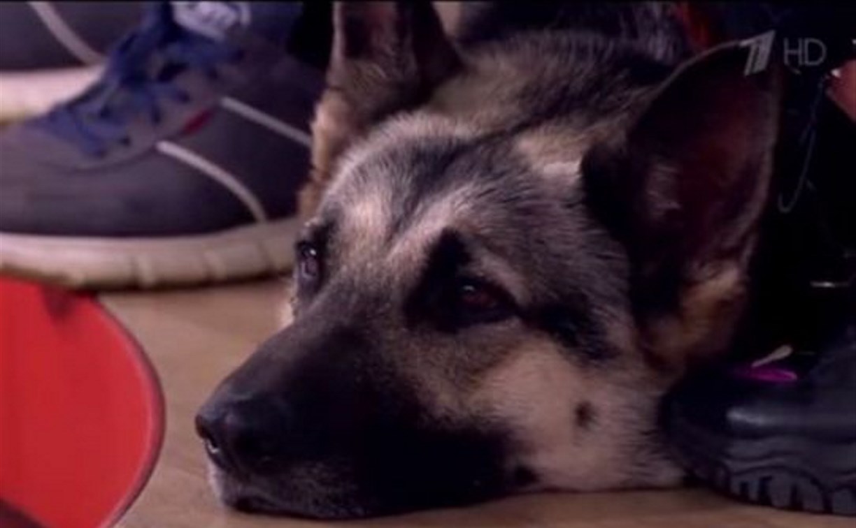 Невероятная семья с Сахалина с собакой-боякой попала на Первый канал