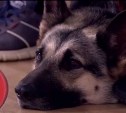 Невероятная семья с Сахалина с собакой-боякой попала на Первый канал