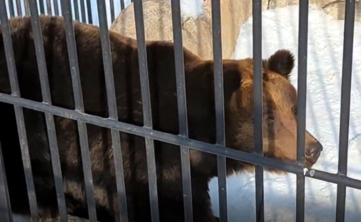 Весна пришла: в зоопарке Южно-Сахалинска проснулись медведи 