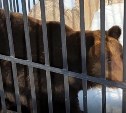 Весна пришла: в зоопарке Южно-Сахалинска проснулись медведи 