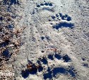В Охе до сих пор неясно, был ли отстрелен прошлогодний медведь-людоед