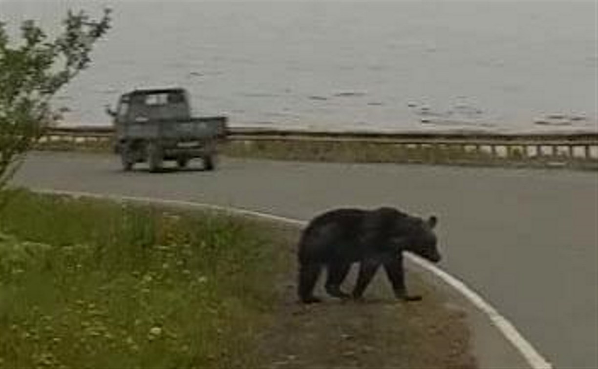 Сахалинские охотоведы вынуждены отстреливать медведей