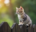 Тест: угадайте страну по фото с котиком