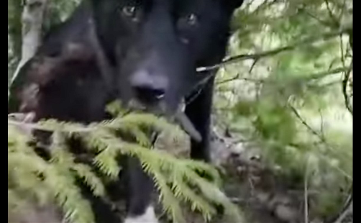  Найденная в лесу на Сахалине собака перед "ссылкой" покусала ребенка 