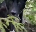  Найденная в лесу на Сахалине собака перед "ссылкой" покусала ребенка 