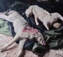 "Могли убить за нападения на скот": на Сахалине прокомментировали появление волков 
