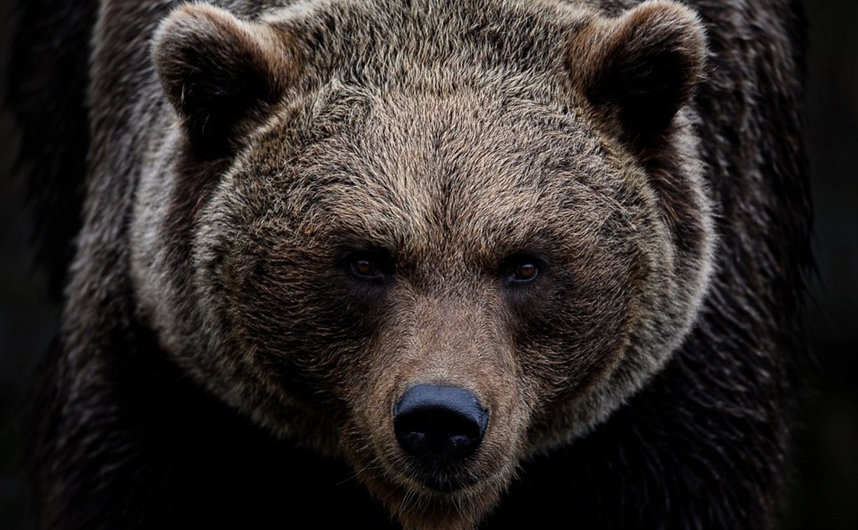 Сахалинцы начали сообщать о следах медведя на юге острова