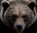 Сахалинцы начали сообщать о следах медведя на юге острова