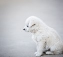 На улицах Углегорского района насчитывается более 500 безнадзорных собак