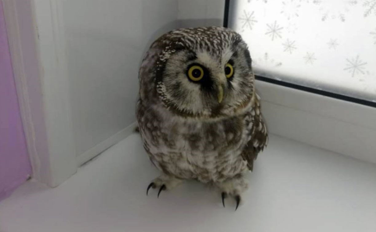 В Петропавловске-Камчатском нашли замерзающую сову во время циклона В Петропавловске-Камчатском нашли замерзающую сову во время циклона
