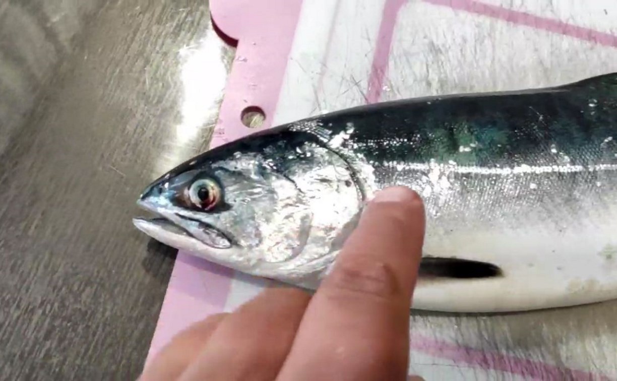 "Гибрид какой-то?": сахалинский рыбак поймал в море странного лосося