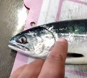 "Гибрид какой-то?": сахалинский рыбак поймал в море странного лосося