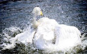 В зоопарке Южно-Сахалинска начался летний сезон для водоплавающих птиц