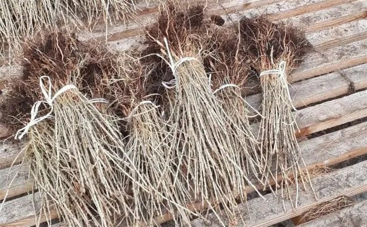 685 гектаров засадят новыми деревьями в Сахалинской области в этом году