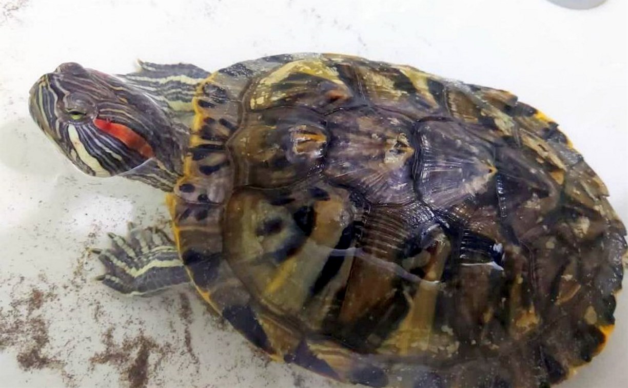 Вот это поворот: на сахалинском побережье в ноябре нашли гуляющую черепаху