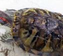 Вот это поворот: на сахалинском побережье в ноябре нашли гуляющую черепаху