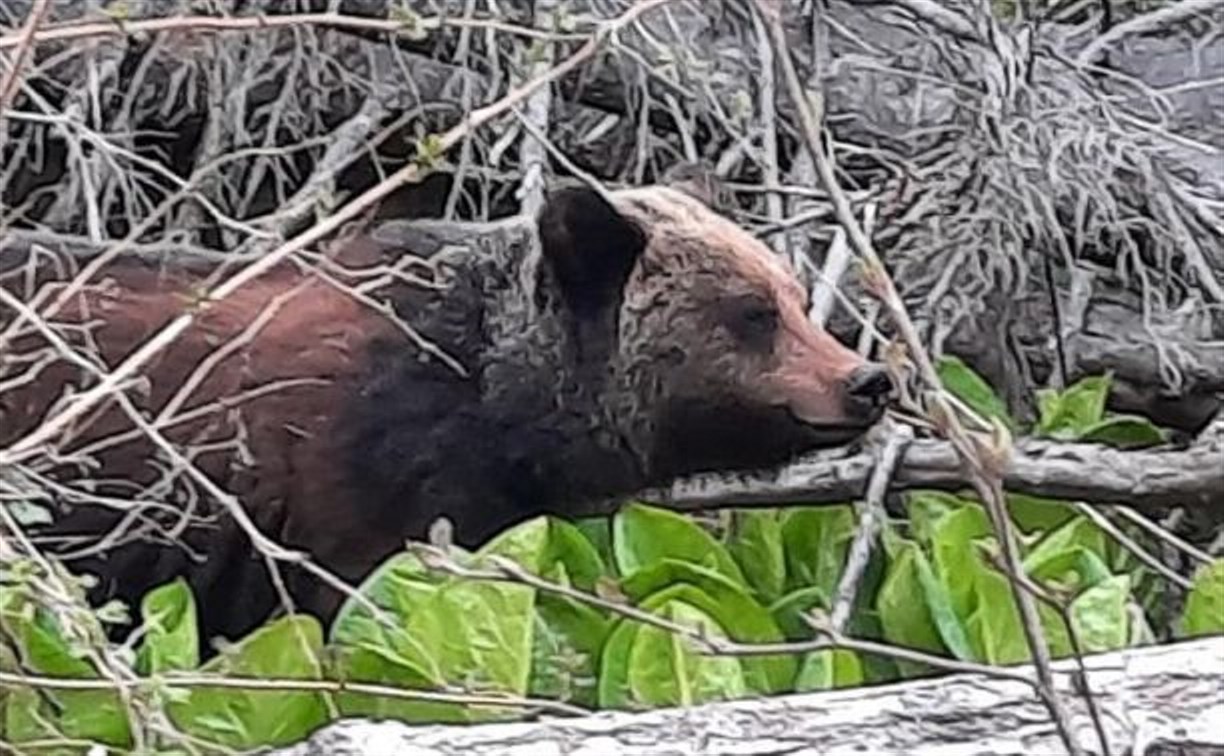 "Там мамка большая": медведя заметили рядом с популярным местом отдыха на Сахалине