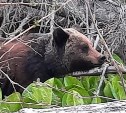 "Там мамка большая": медведя заметили рядом с популярным местом отдыха на Сахалине