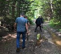 Изолента и "закладки": astv.ru выяснил, что скрывает лес в месте нападения медведя на Сахалине