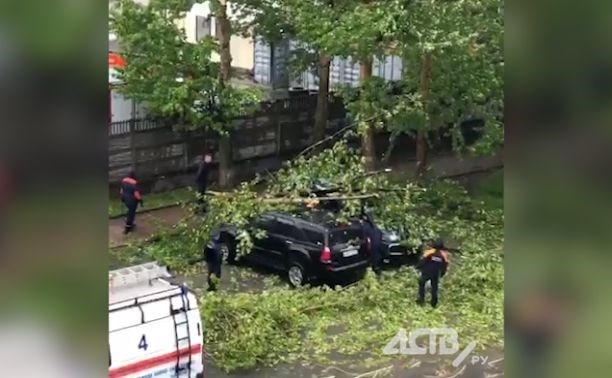 Тополь в Южно-Сахалинске упал на два автомобиля, а не на один