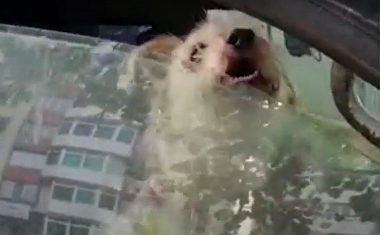 "Вонь стоит - жесть": житель Южно-Сахалинска сделал будку собакам в машине