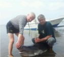 Акулу весом более 100 кг поймали в Холмске (ФОТО)