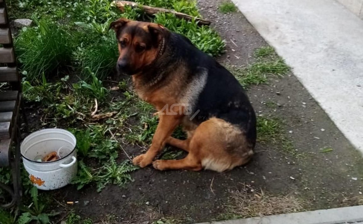 "Кусает и детей, и полицейских": чипированная собака терроризирует жителей Холмска