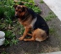 "Кусает и детей, и полицейских": чипированная собака терроризирует жителей Холмска