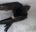 Сахалинец нанял автовышку, чтобы спасти стрижа