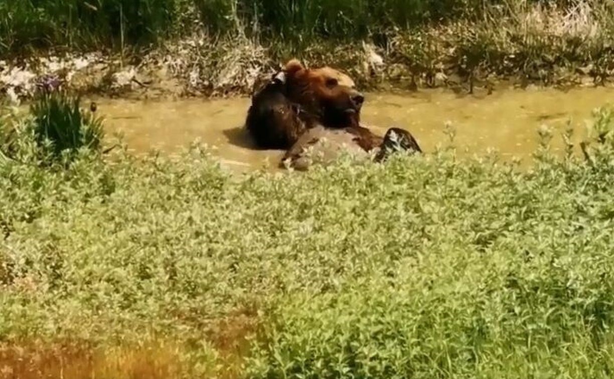Инспектору камчатского заповедника удалось снять редкие кадры с купающимся медведем