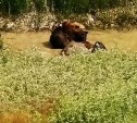 Инспектору камчатского заповедника удалось снять редкие кадры с купающимся медведем