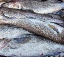 Пять видов доступной рыбы предлагают в Южно-Сахалинске
