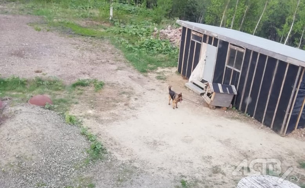 "Агрессивный пёс не дал покормить кур": в Томари продолжается противостояние соседей
