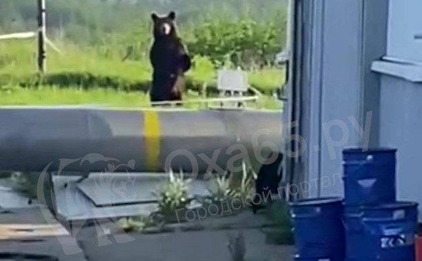 Любопытный медведь пришёл к сотрудникам ТЭЦ на севере Сахалина