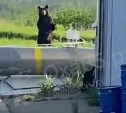 Любопытный медведь пришёл к сотрудникам ТЭЦ на севере Сахалина