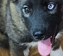 Сахалинские зоозащитники показали, как сейчас выглядит попавший под поезд щенок