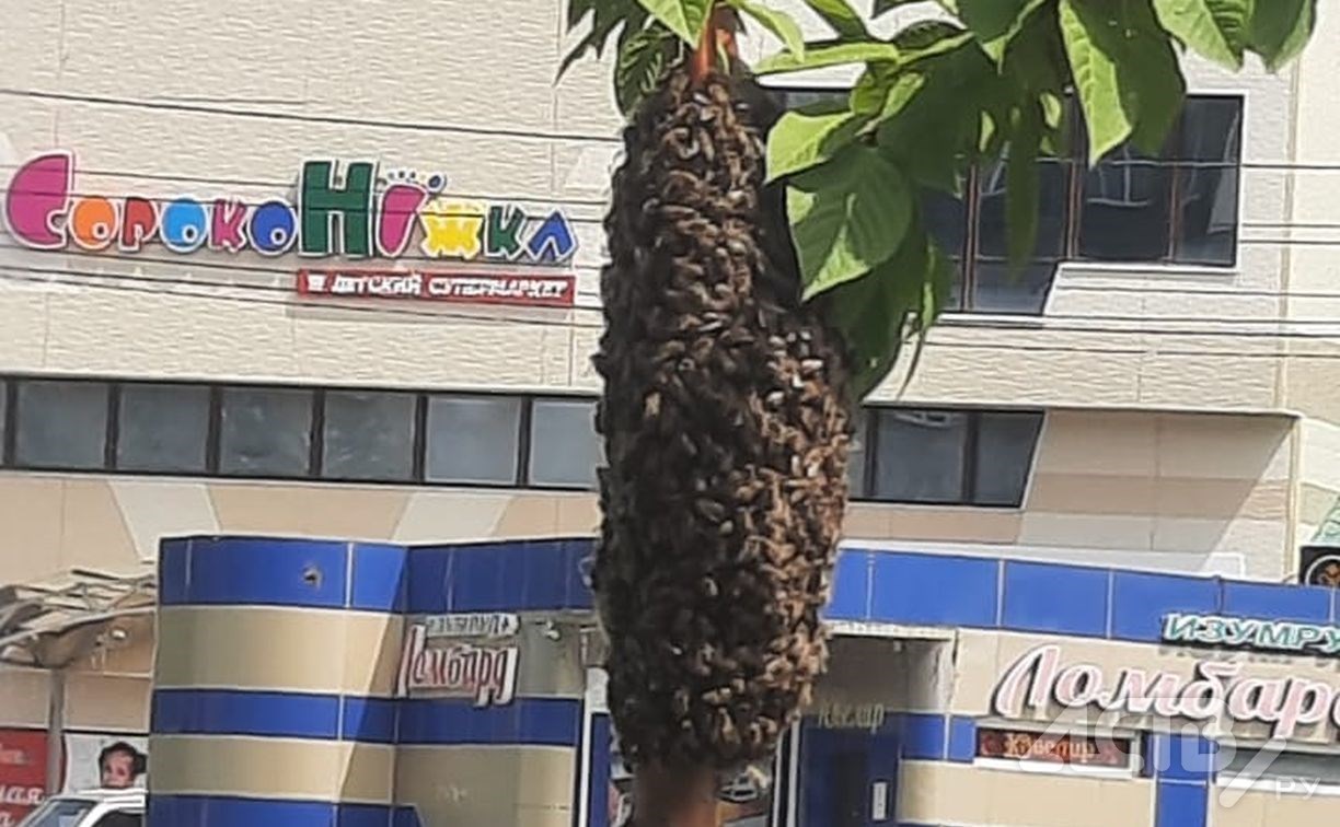 Гигантский рой пчёл убрали с дерева в Южно-Сахалинске и увезли на пасеку