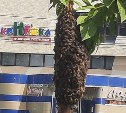 Гигантский рой пчёл убрали с дерева в Южно-Сахалинске и увезли на пасеку