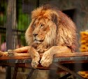 На лежаках с подогревом будут зимовать лев и пума в сахалинском зоопарке