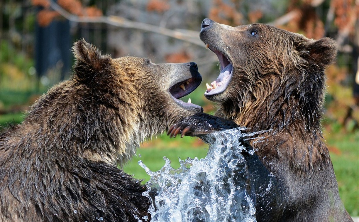 Трихиниллез обнаружили в тушах двух медведей, отстреленных на Сахалине