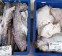 Почти 450 тонн свежевыловленной рыбы по сниженным ценам продали сахалинцам и курильчанам в 2022 году