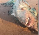 Сахалинцы обнаружили на побережье во Взморье акулу