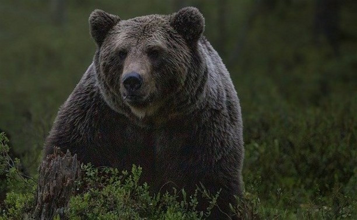Медведи бьют окна и залезают в дома дачников в Охинском районе