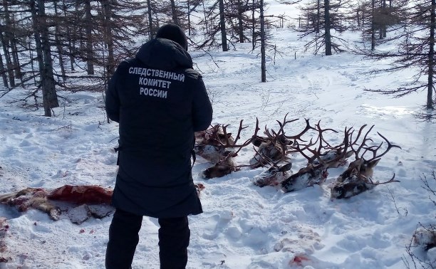 "Не исключено, что накажут только штрафом": сотрудник прокуратуры о деле сахалинских убийц оленей