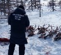 "Не исключено, что накажут только штрафом": сотрудник прокуратуры о деле сахалинских убийц оленей