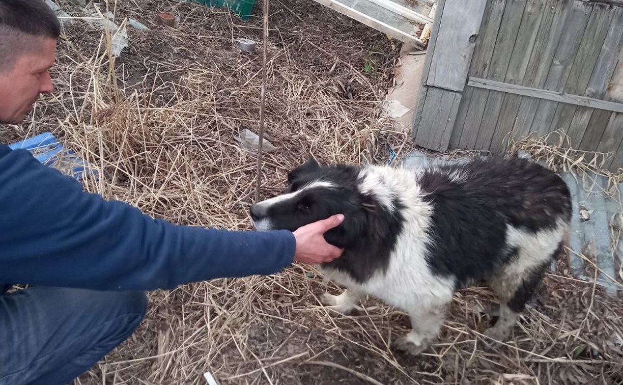 Понадобились только сосиски: собаку в Южно-Сахалинске сбила машина, но всё закончилось хорошо