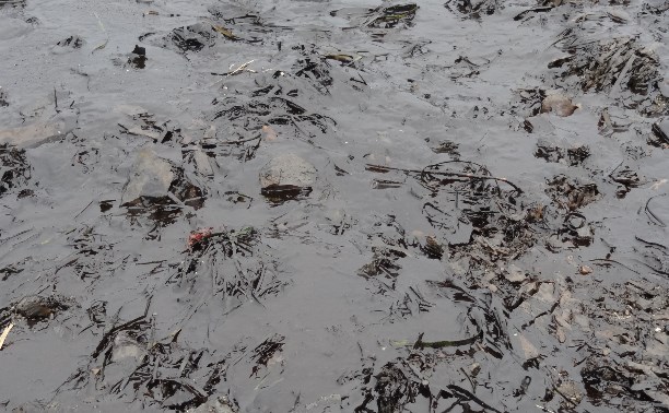 Более 50 погибших птиц обнаружено за время спасательной операции в Невельске